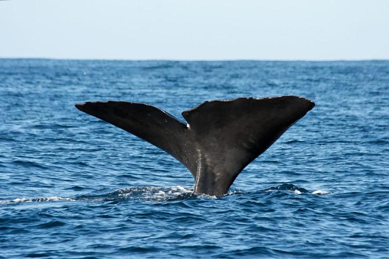 2007 04 05 Kaikoura 133_DXO.jpg